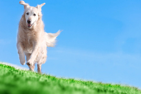 快乐和有趣的狗肖像在公园里奔跑。宠物和狗. 训练和教育狗. 宠物伴侣概念