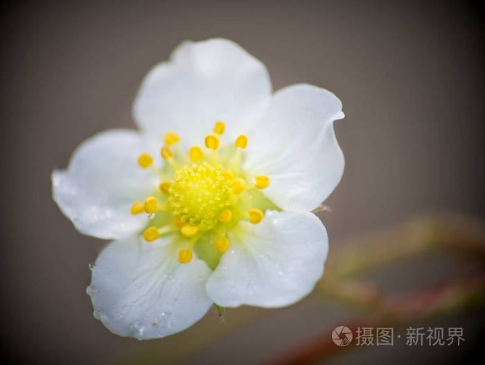 树上滴 Stryberry 鲜花新鲜