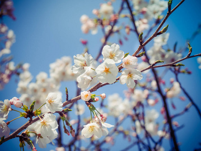 日本美丽的白色樱花盛开