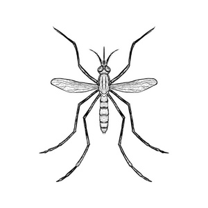 手的蚊子的素描画.顶视图.矢量图照片