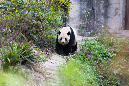 可爱的大熊猫在动物园