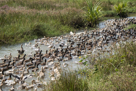 在柬埔寨 lndscape 附近的田野和土地上的高棉制鸭养殖场和运河照片