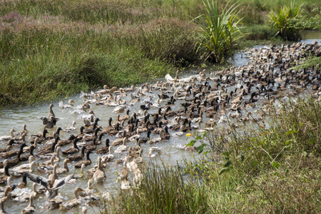 在柬埔寨 lndscape 附近的田野和土地上的高棉制鸭养殖场和运河照片