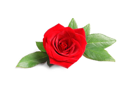 美丽的红玫瑰花朵白色背景上