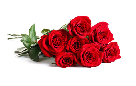 白色背景美丽的红色玫瑰花