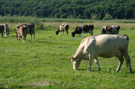 在夏天的绿色草地上的牛