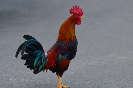 战斗公鸡在休息日鸣照片