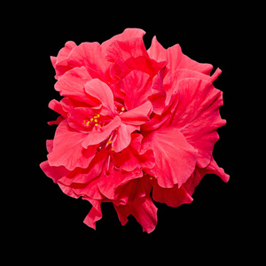 扶桑花底图芙蓉罗莎中华红色花,称为扶桑照片