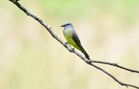 美丽的热带 Kingbird 栖息在树枝上