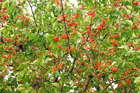 大樱桃树, 树枝上覆盖着甜美的红色和橙色的浆果和绿叶.照片