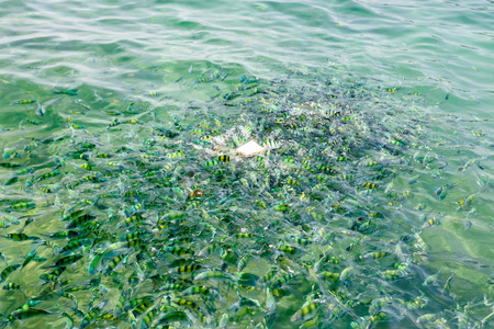 在泰国，甲米海海的鱼