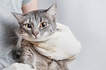 橡胶的猫在她怀里抱着一个灰色的家猫的白色橡胶手套兽医照片