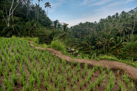 德戈拉朗梯田德戈拉朗, 乌布, 巴厘岛, 印度尼西亚作物, 农场, 田野的