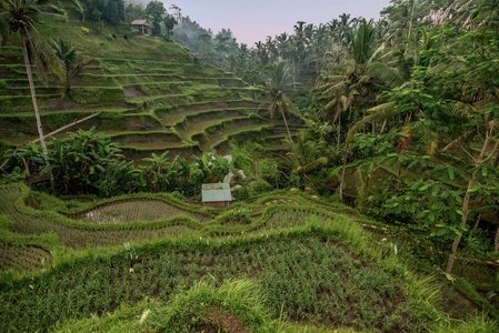 场布德戈拉朗, 乌布, 巴厘岛, 印度尼西亚作物, 农场, 田野的梯田照片