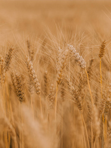 成熟的小麦谷物是农作物领域的黄金