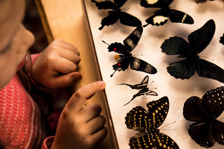 小女孩研究热带蝴蝶昆虫学收藏品
