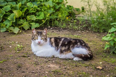 猫在花园里休息, 躺在地上