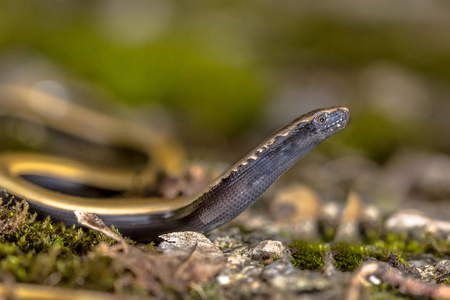 Peloponnese slowworm Anguis cephalonnica 流行蜥蜴到希腊南部。抬头抬头, 脖子上有明