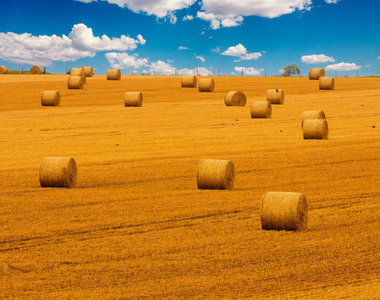 在金黄色的收获草甸照片