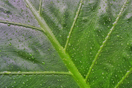 在下雨天, 美丽的绿叶质地与水滴的水。顶部景观创意雨滴在热带树叶布局。用于文本的横幅可用空间。自然泉, 背景纹理概念