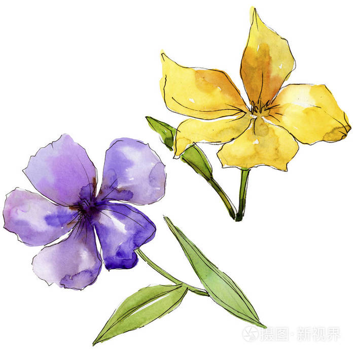 花卉植物花.独立的插图元素.