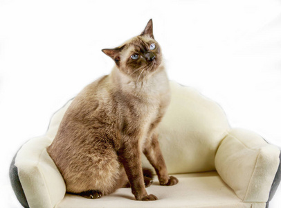 暹罗猫或密封棕色猫与灰色的眼睛，在床上休息