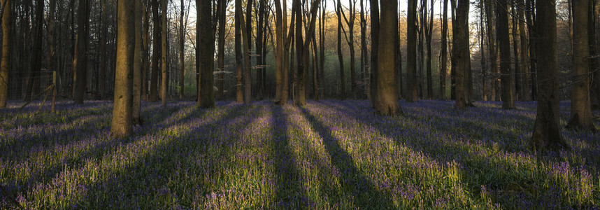 令人惊叹的蓝铃花森林景观在春天在英语计数
