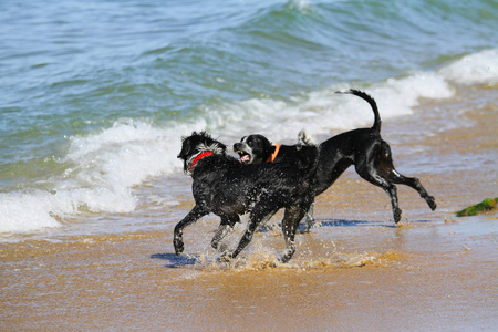 狗跑在海滩上玩