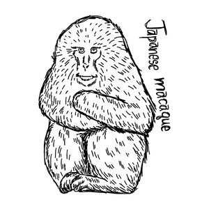 日本猕猴矢量图草图手绘与孤立的白色背景上的黑色线条