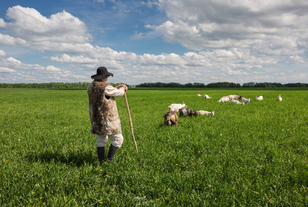 牧羊人和群山羊照片