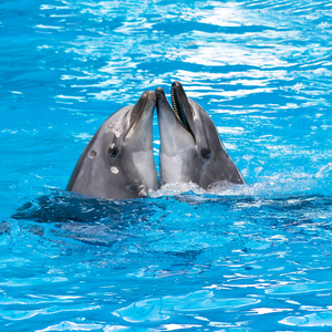 有趣的海豚在泳池里表演