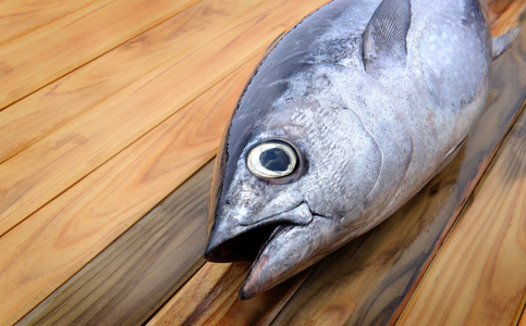 蓝鳍金枪鱼图片