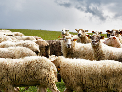 绵羊放牧在绿色的草原上。春天的和草地