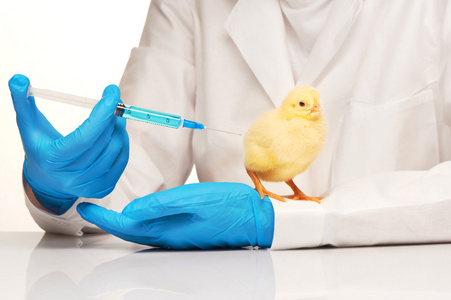 小小的黄鸡图片