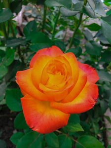 花园中的单一情结玫瑰
