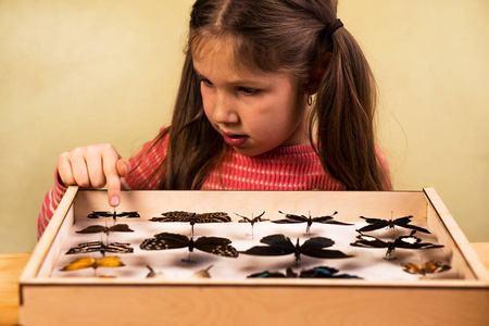 小女孩审查昆虫学收藏热带蝴蝶