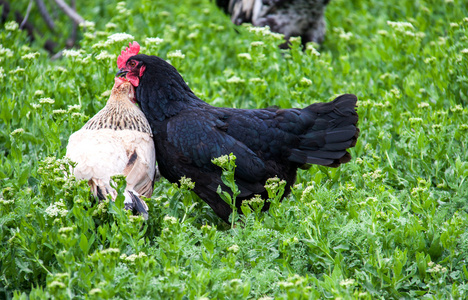 两只母鸡战斗在长满绿草的草地