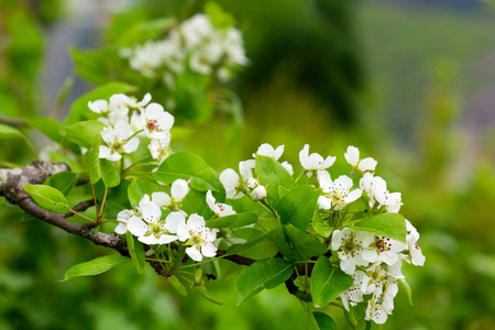 特写春天开花的树