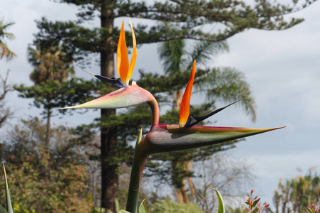 马德拉岛植物园花园里的花图片