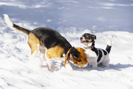 小猎犬和杰克罗素梗幼犬在冬季公园里玩雪