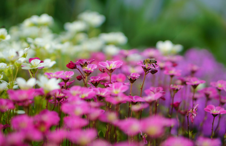 虎耳花和蜜蜂