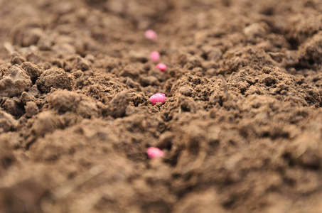 农民种植玉米种子在土壤中照片