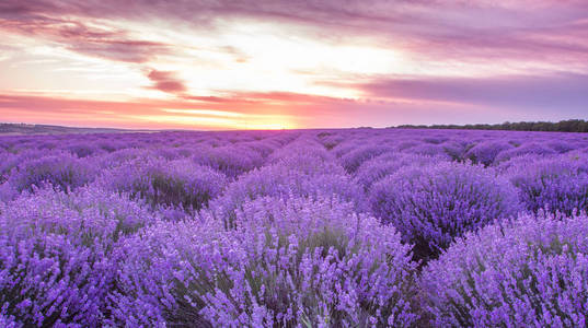 薰衣草田野, 盛开的紫罗兰芬芳的薰衣草花在日落的天空, 收获