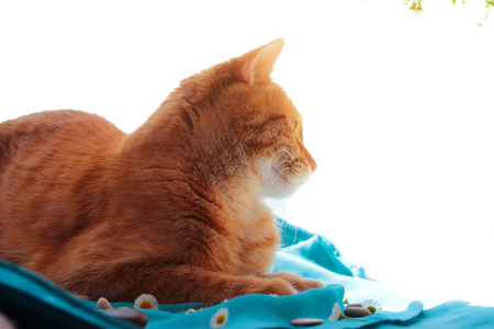 甘菊关门图片-甘菊关门素材-甘菊关门插画-摄图新视界