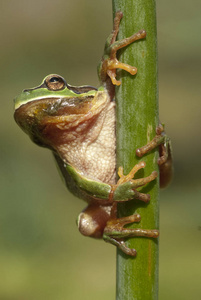美丽的两栖动物绿色欧洲树蛙, 雨蛙 arborea, 坐在草地上, 西班牙