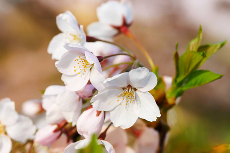 投标樱花或樱桃树花开花春天阳光灿烂的日子