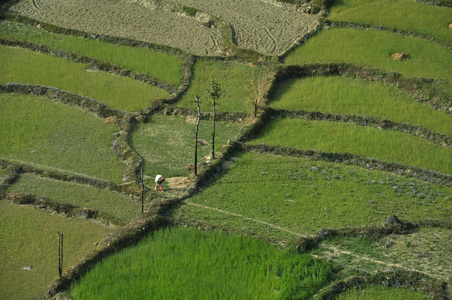 种植水稻的绿色梯田田