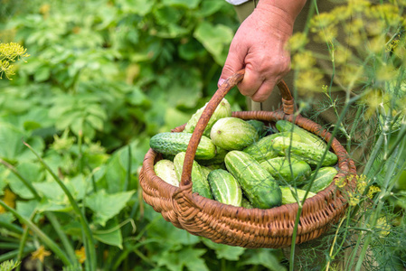 新鲜蔬菜。农夫用新鲜收获的黄瓜。有机花园生产。生物蔬菜收获
