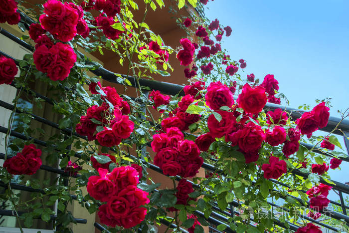 玫瑰花夏天的样子图片