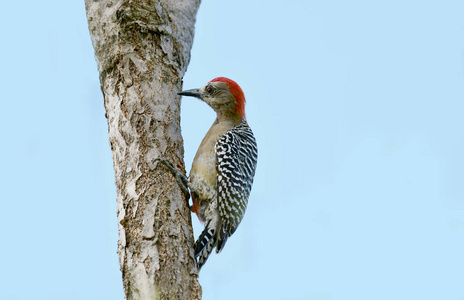 红冠啄木鸟 Melanerpes rubricapillus 在树枝上寻找食物